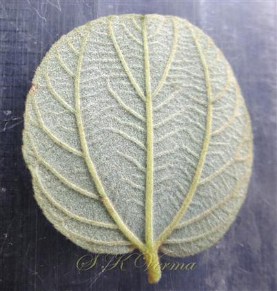 Leaf-Abaxial view